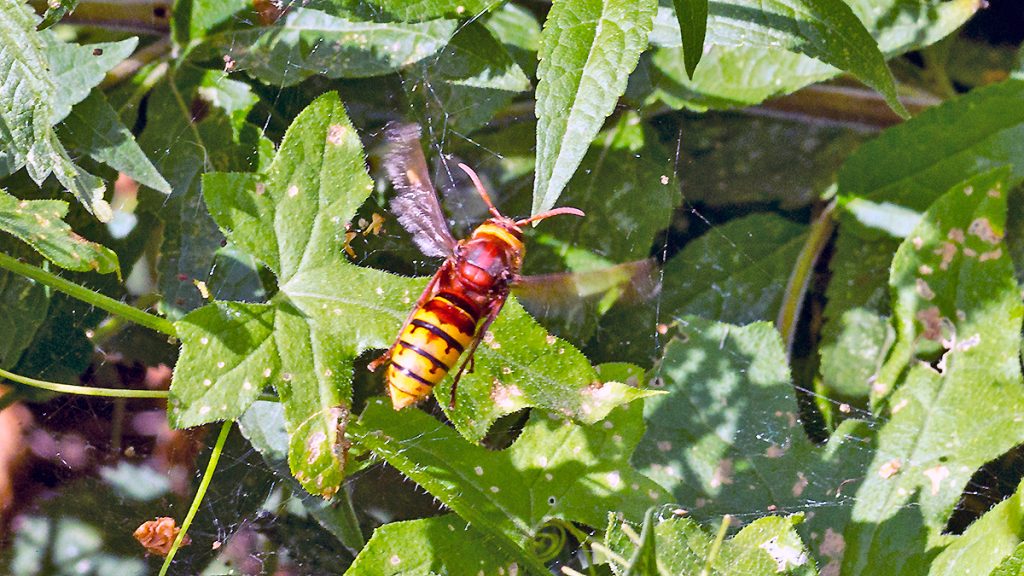 European Hornet hovering above White Bryony leaves