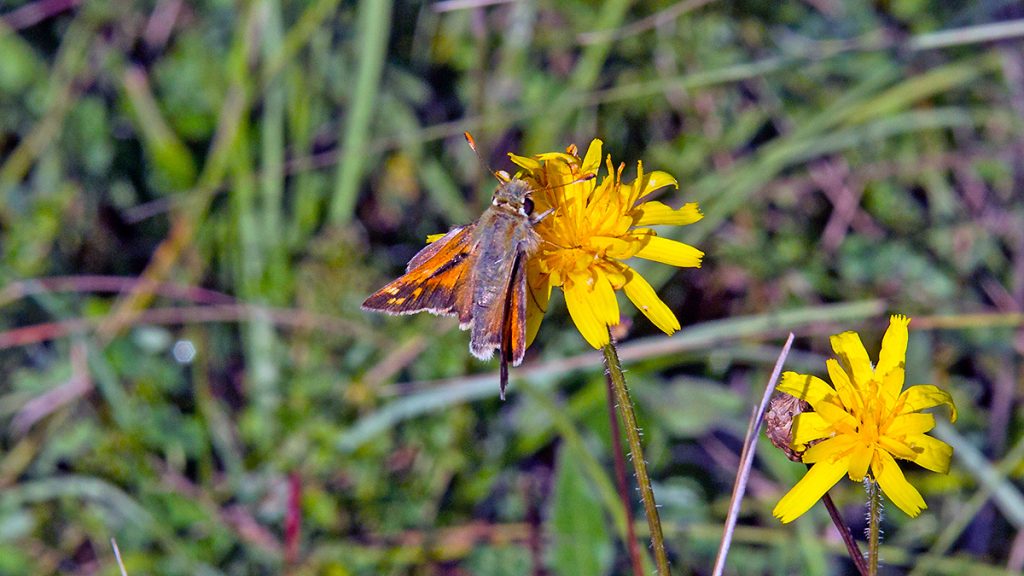 Silver-spotted Skipper on a yellow composite flower