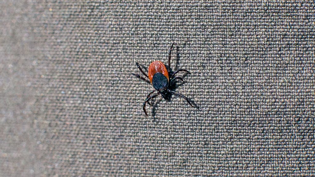 Castor Bean Tick hitching a ride on my trouser leg