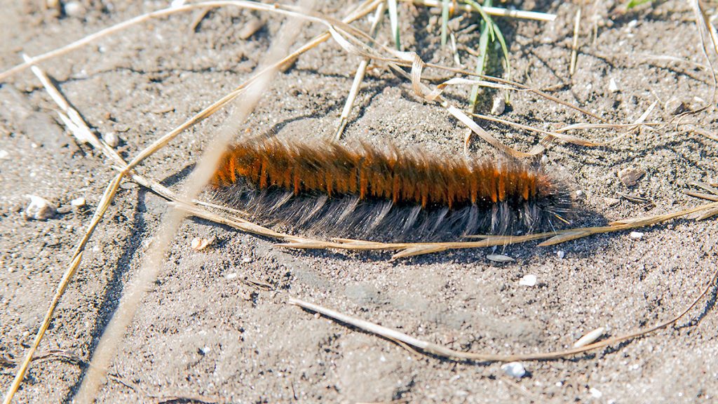 Fox Moth caterpillar crossing a path on Banstead Downs