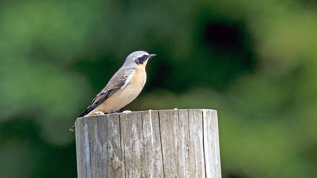 Northern Wheatear sitting on a fence post