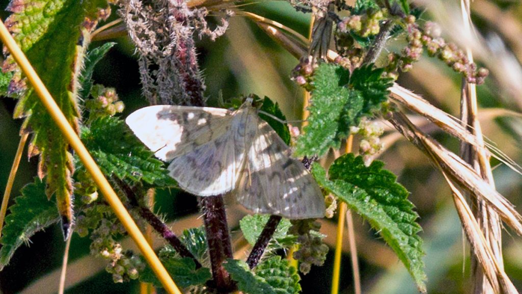 Mother of Pearl Moth