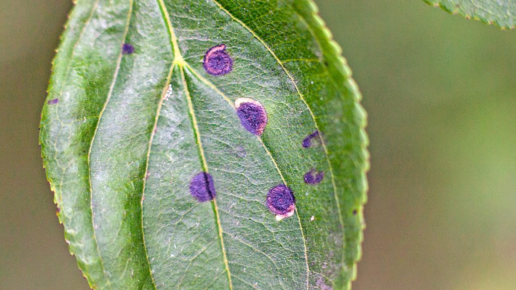 leaf mines of larvae of the Buckthorn Bent-wing moth on a Common Buckthorn leaf