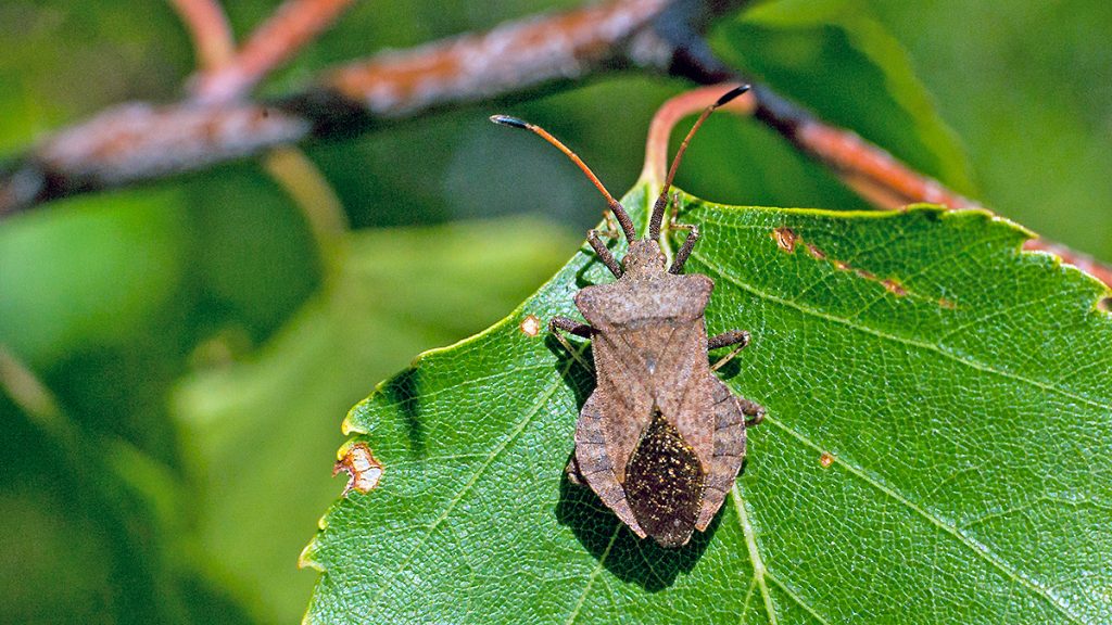 Dock Bug on a Silver Birch leaf