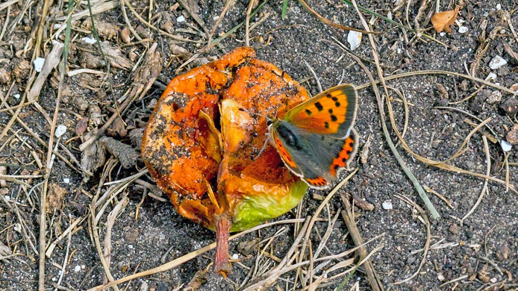 Small Copper butterfly on rotting apple
