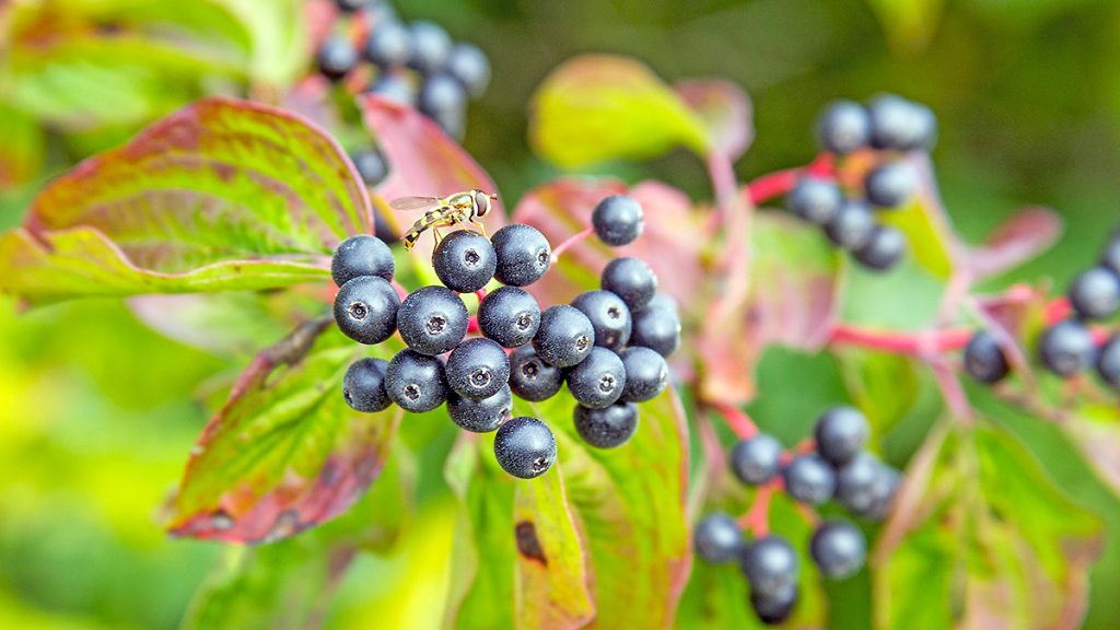 Common Dogwood berries