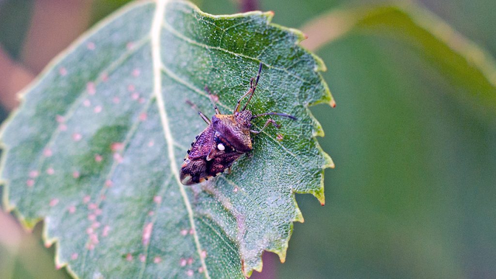 Parent Bug on Silver Birch leaf