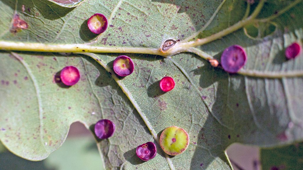 Smooth Spangle Galls on an English Oak leaf