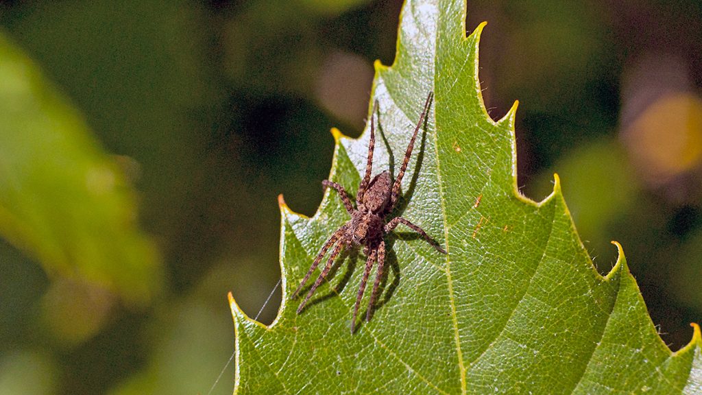 Spotted Wolf Spider on a Sweet Chestnut leaf