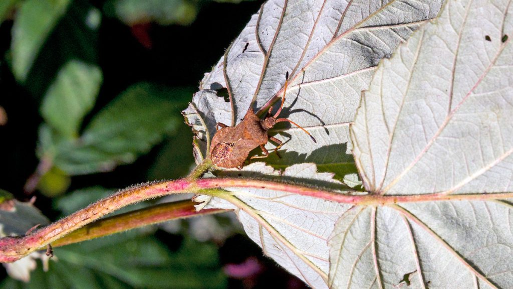 Dock Bug on a raspberry leaf