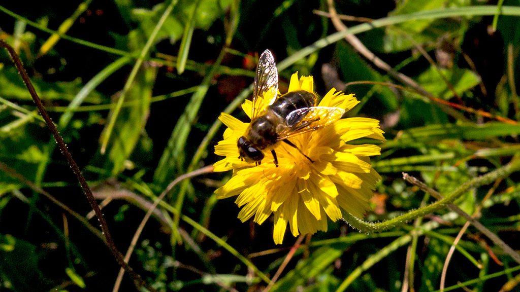 Plain-faced Drone Fly on a yellow flower