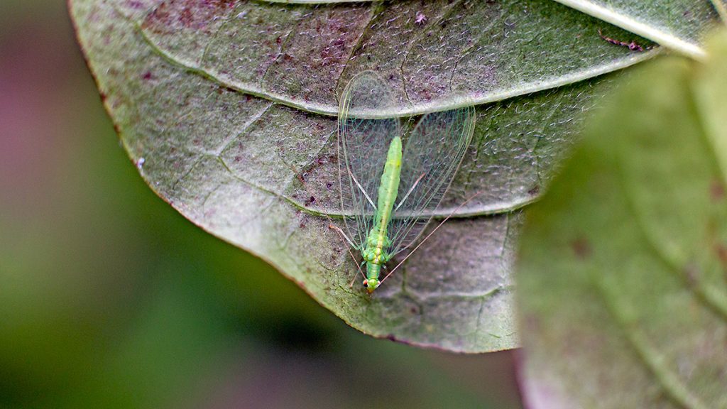 Common Green Lacewing on a Common Dogwood leaf