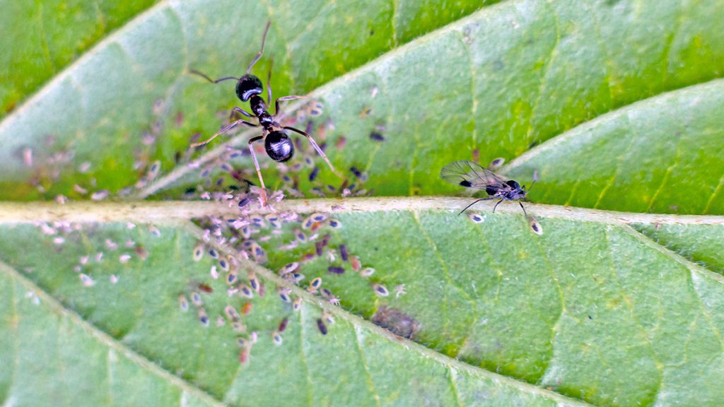 Common Dogwood-grass Aphid on a Common Dogwood leaf
