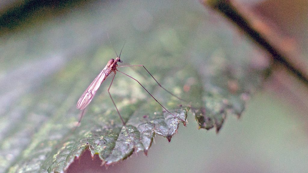 Banded Winter Gnat on a bramble leaf