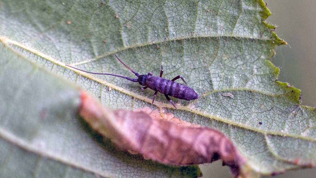 Long-horned Springtail on a hazel leaf