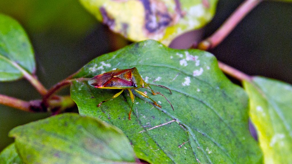Birch Shieldbug on a Common Dogwood lead