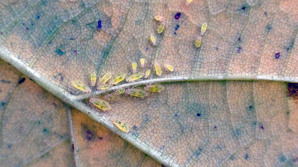 Sycamore Periphyllus Aphid on a sycamore leaf