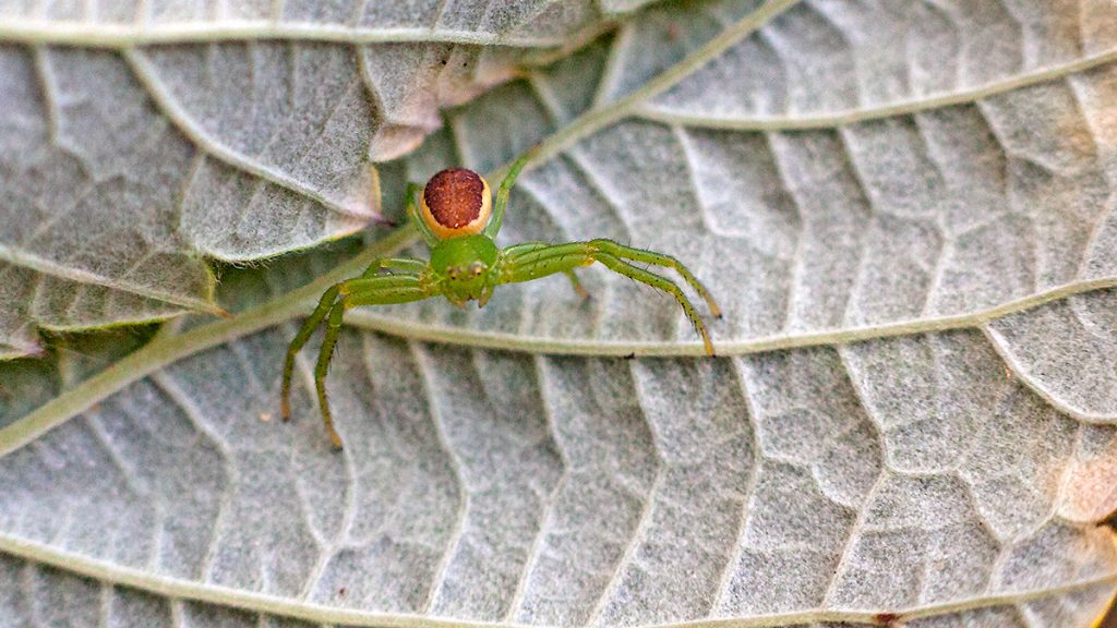 Green Crab Spider on a bramble leaf
