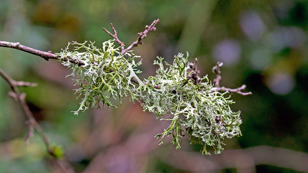 Oakmoss