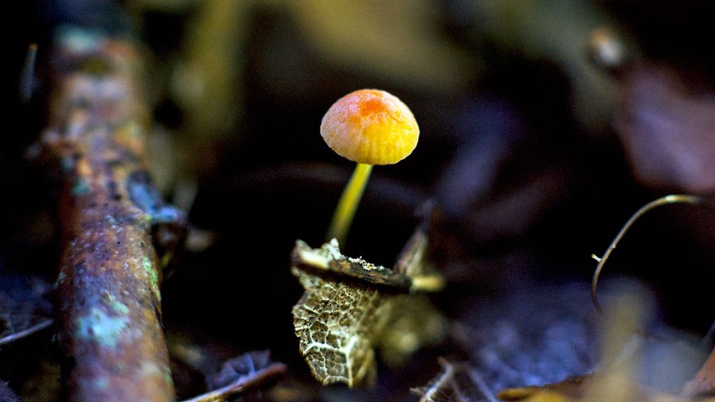 Orange Bonnet mushroom