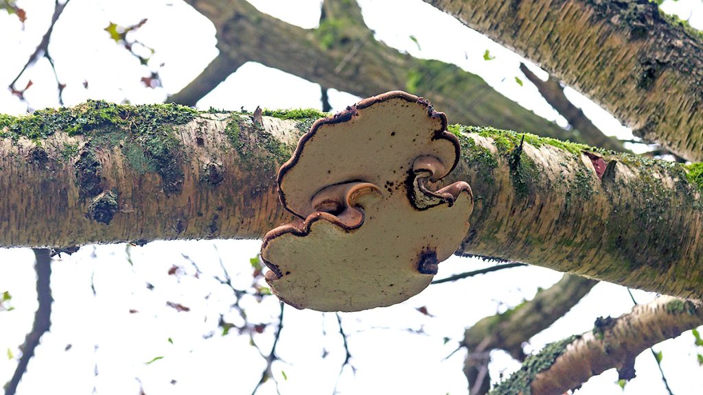 Birch Polypore fungus