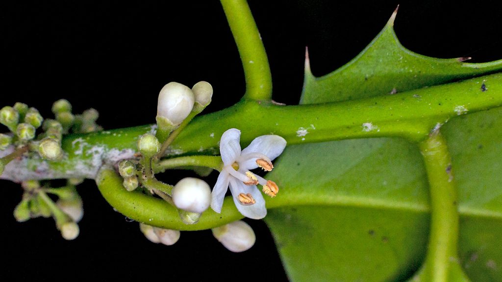 Holly flower