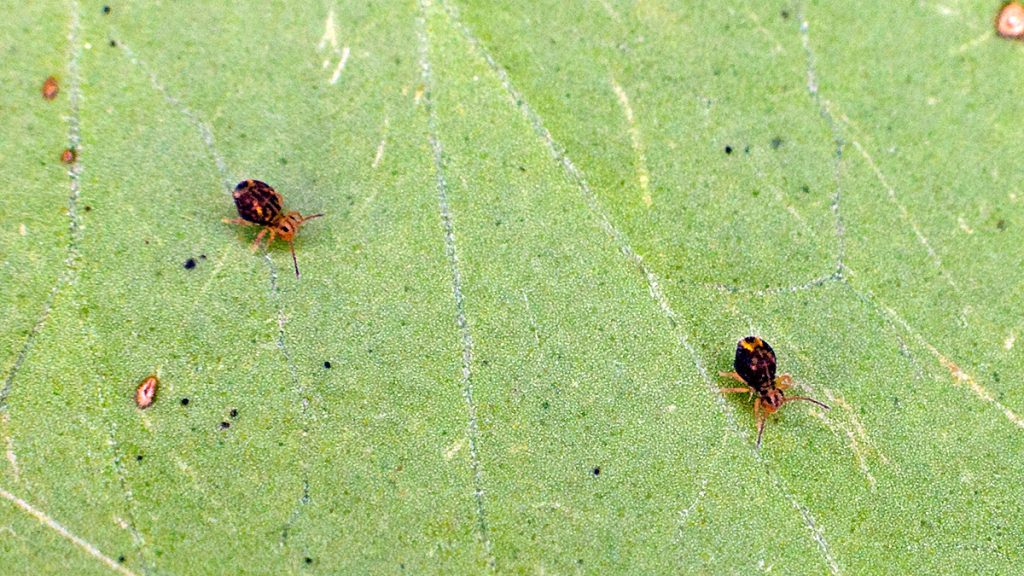 globular springtail
