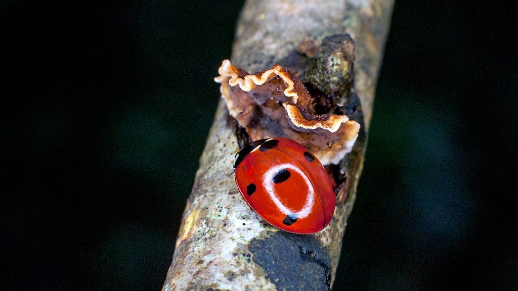 Seven-spot Ladybird and Hairy Curtain Crust fungus