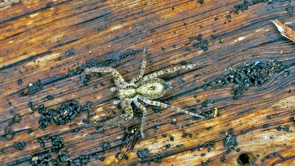 Buzzing Spider