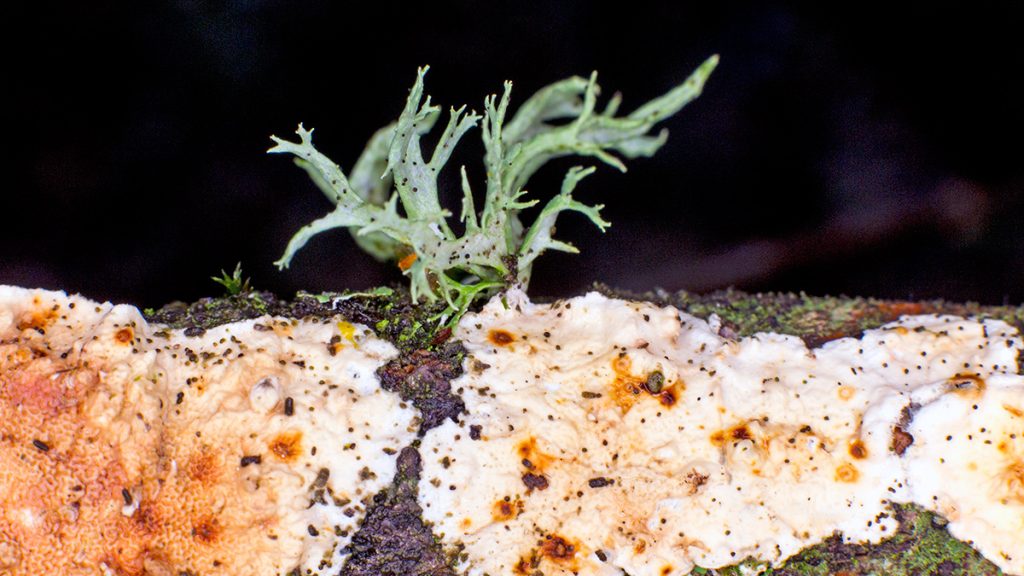 Oakmoss