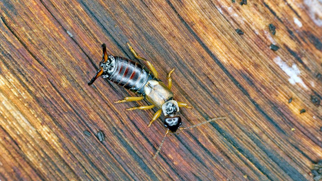 Common Earwig