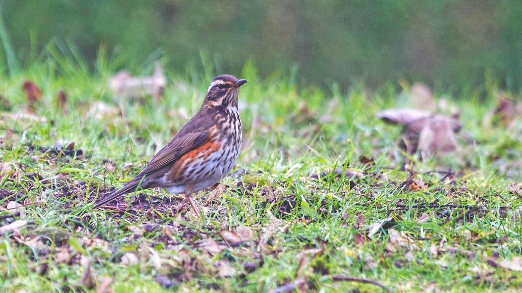 Redwing