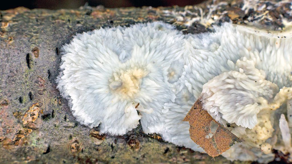 Wrinkled Crust fungus