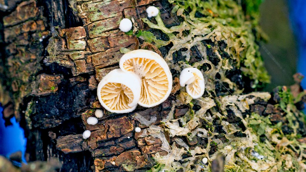 oysterling mushroom