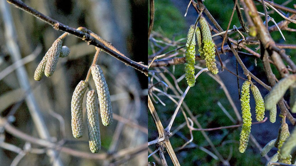 Common Hazel catkins