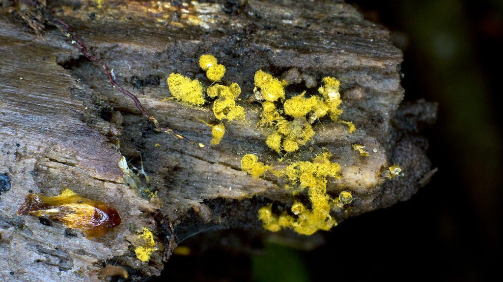 Scrambled Egg Slime slime mould on a rotting birch branch