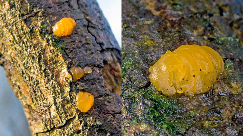 Yellow Brain jelly fungus