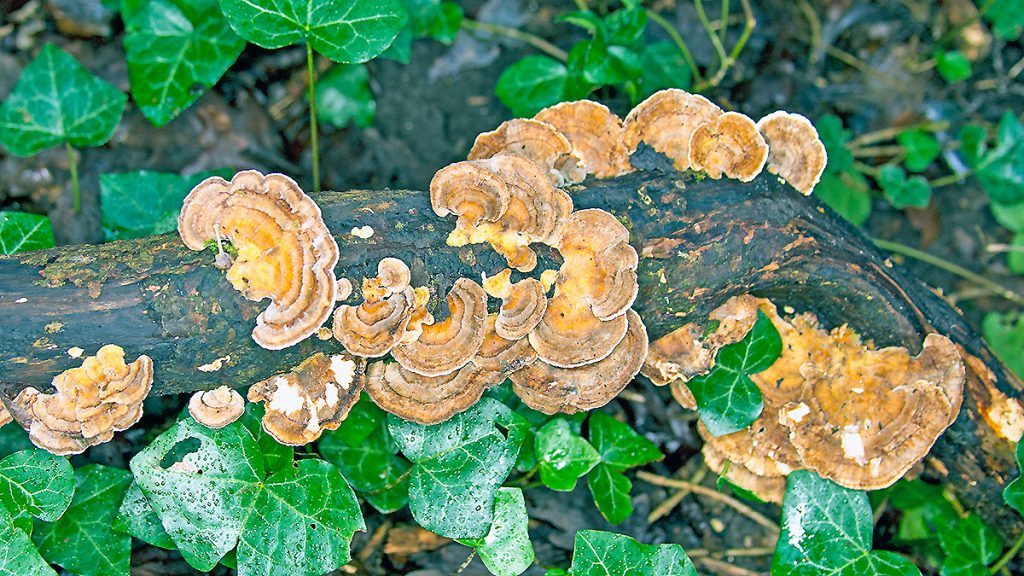 Turkey Tail fungus on a rotting branch