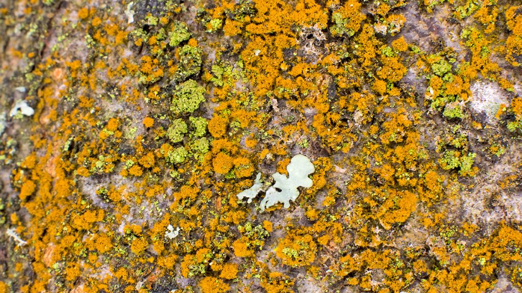 Gold Dust Lichen