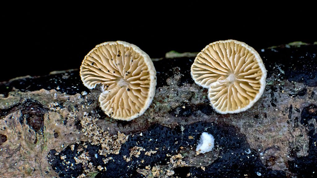 oysterling mushrooms