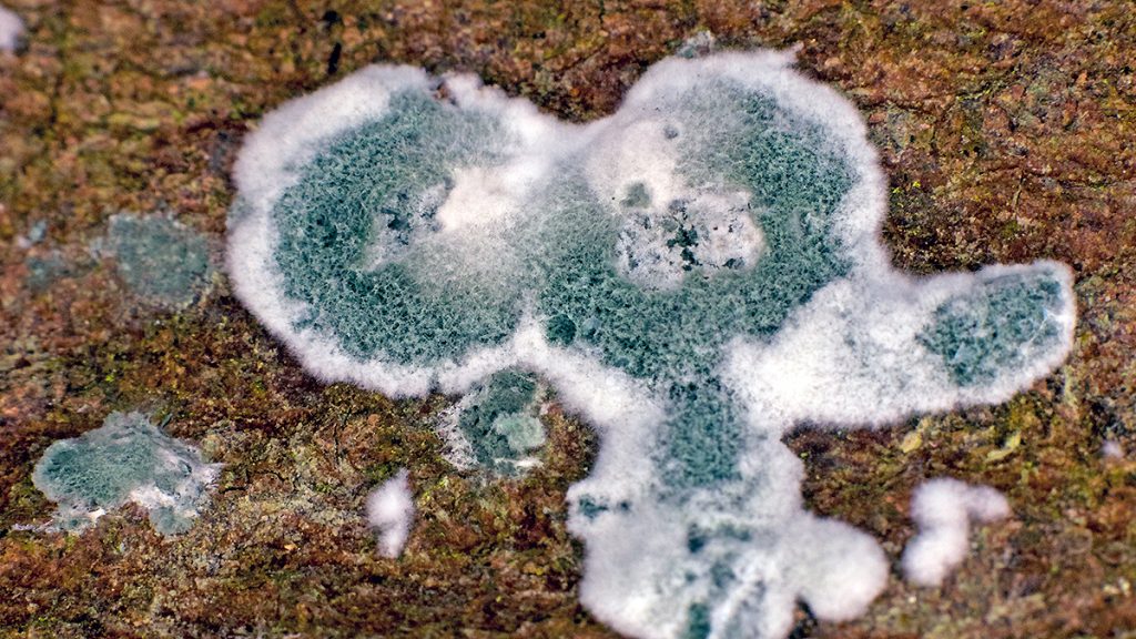 Green Mould fungus