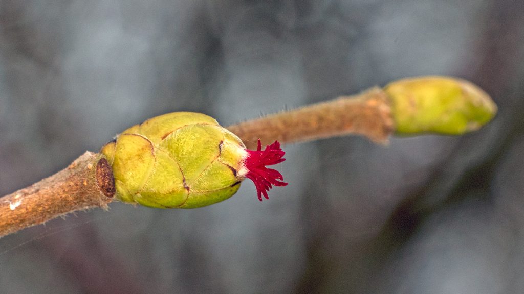 red female flower of Common Hazel