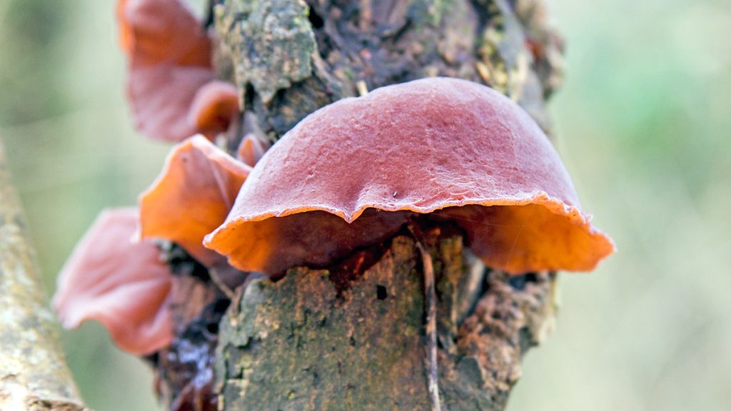 Jelly Ear fungus