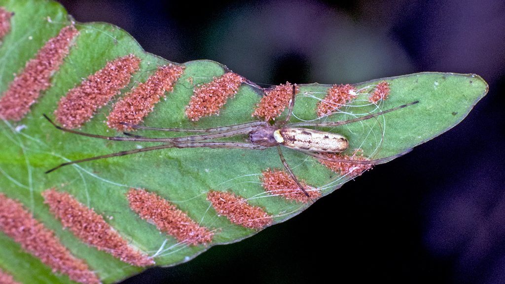 Common Stretch Spider on a fern leaf