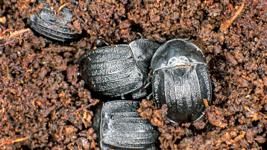 hibernating Black Snail Beetle