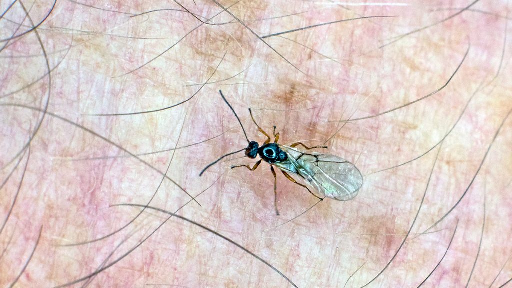 Striped Pea Gall Wasp