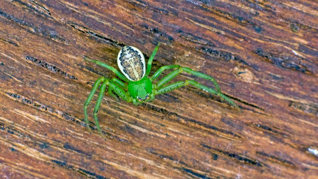 Green Crab Spider
