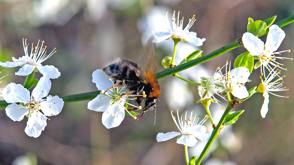 Tree Bumblebee on Cherry Plum blossom