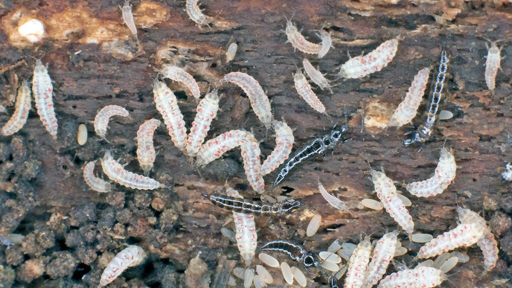 tube-tailed thrips