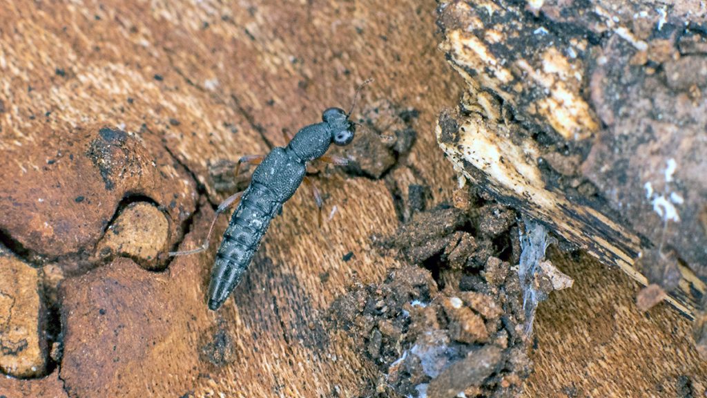 rove beetle